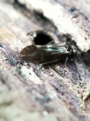 Elipsocidae