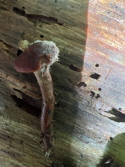 Basidiomycota