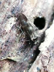 Elipsocidae