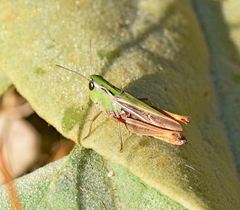 Stenobothrus lineatus