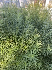 Amsonia tabernaemontana