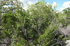 Forestiera reticulata