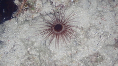 Cerianthidae