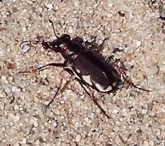 Cicindela scutellaris