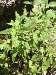 Scrophularia
