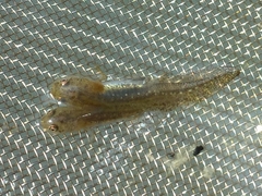 Ichthyosaura alpestris alpestris