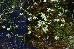 Ranunculus gmelinii