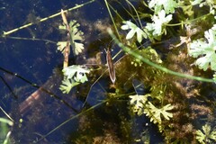 Limnoporus notabilis