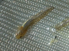 Ichthyosaura alpestris alpestris