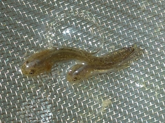 Ichthyosaura alpestris alpestris