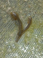 Ichthyosaura alpestris alpestris
