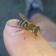 Syrphus torvus