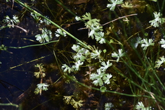 Ranunculus gmelinii