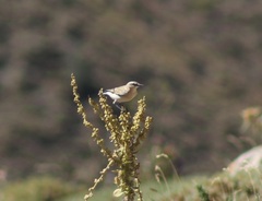 Oenanthe isabellina