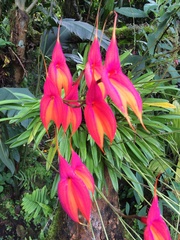 Masdevallia veitchiana