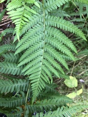 Dryopteris filix-mas