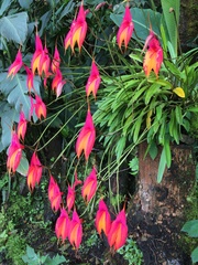 Masdevallia veitchiana