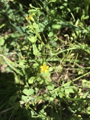 Oxalis dillenii