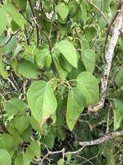 Syringa vulgaris