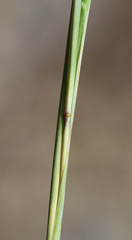 Bothriochloa ischaemum