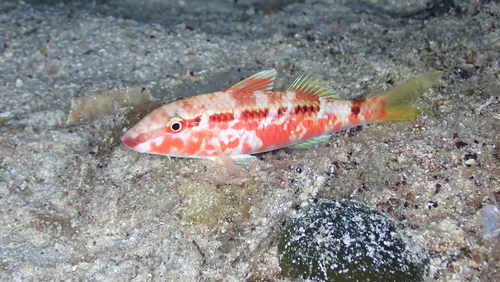 Red Sea Goatfish