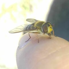 Syrphus torvus