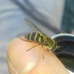 Syrphus torvus