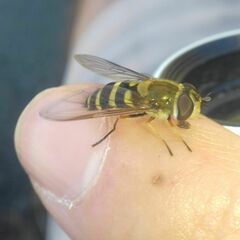 Syrphus torvus
