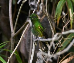 Boissonneaua flavescens