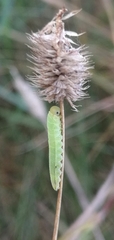 Tenthredinoidea