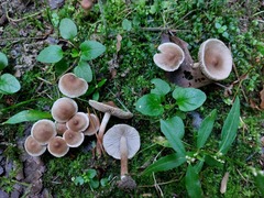 Inocybe curvipes