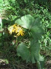 Ligularia dentata