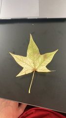 Liquidambar