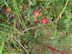Rosa spinosissima