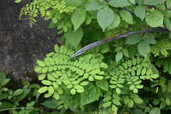 Phyllanthus tenellus