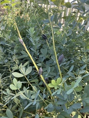 Baptisia australis