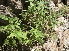 Scrophularia
