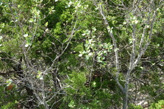 Forestiera reticulata