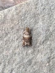 Olethreutes fasciatana