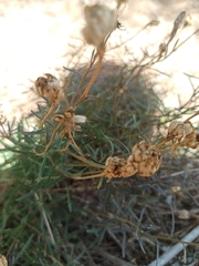 Brassicaceae