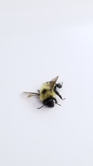 Bombus vagans