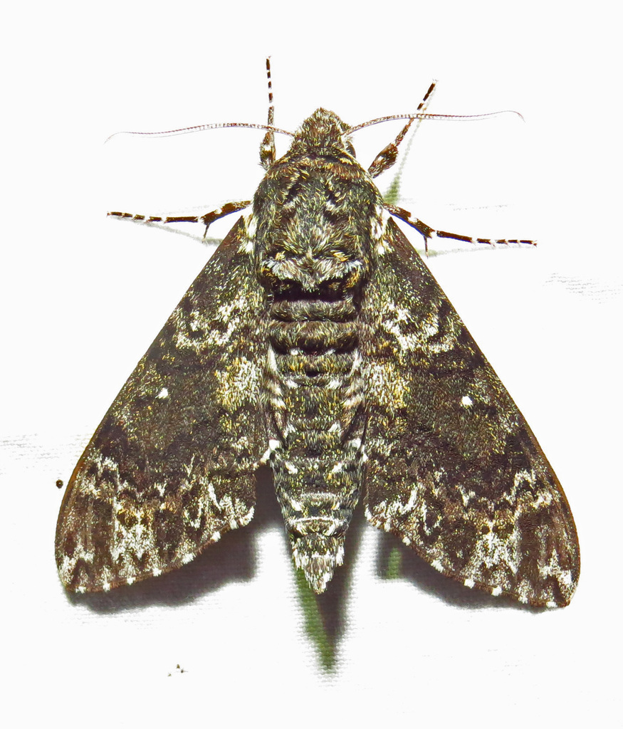 Pawpaw Sphinx