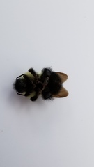 Bombus vagans