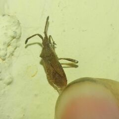 Coriomeris denticulatus