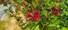 Weigela florida