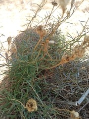 Brassicaceae