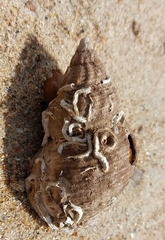 Buccinum undatum