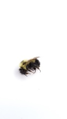 Bombus vagans