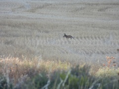 Vulpes vulpes silacea