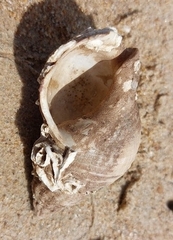 Buccinum undatum